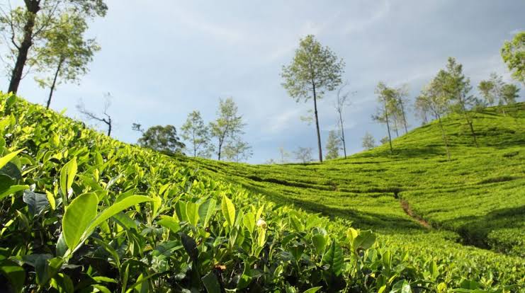 Tea plantations in Sonitpur
